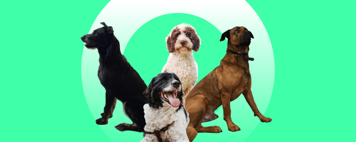 5 benefits of having dogs in the office